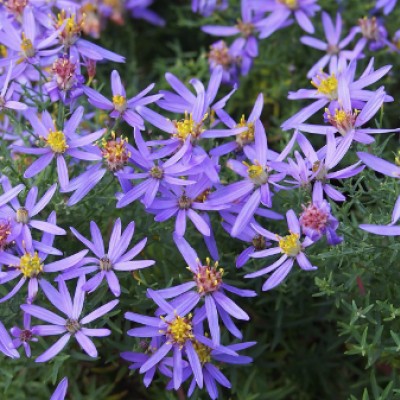 Aster sedifolius nanus