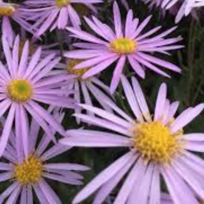 Aster Pyrenaeus ‘Lutetia’