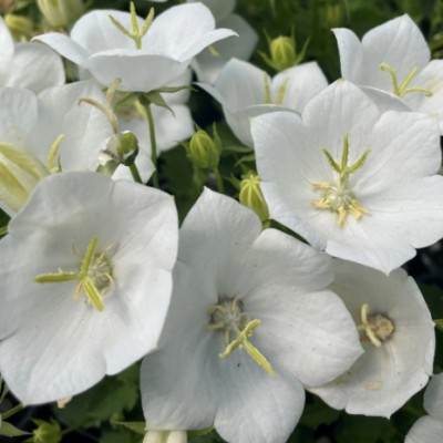 Campanula Carpatica White...