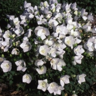 Campanula Carpatica White...