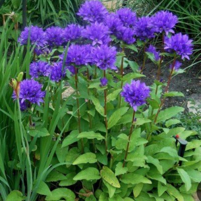 Campanula Glomerata Acaulis