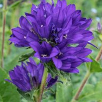 Campanula Glomerata Acaulis