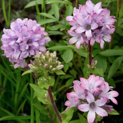 copy of Campanula Carpatica...