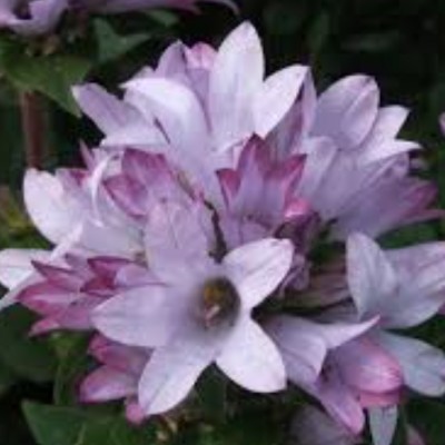 Campanula Glomerata Caroline