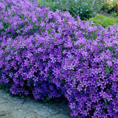 copy of Campanula Carpatica...