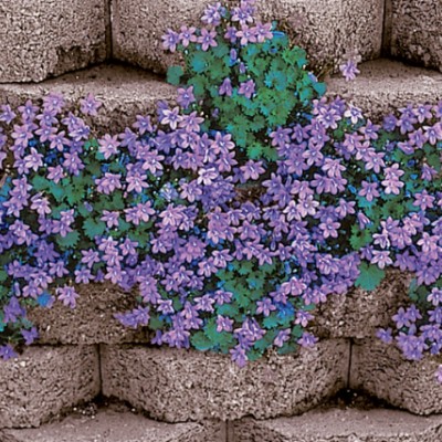 campanula pontenschiagiana...