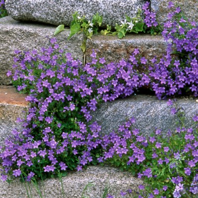 copy of Campanula Carpatica...