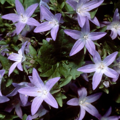 Campanula Poscharskyana