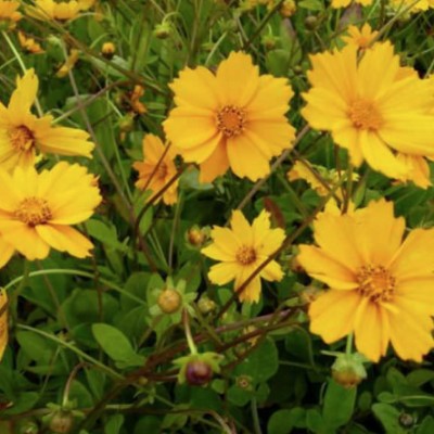 Coreopsis Auriculata 'Elfin...