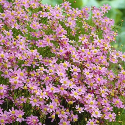 copy of Campanula Carpatica...