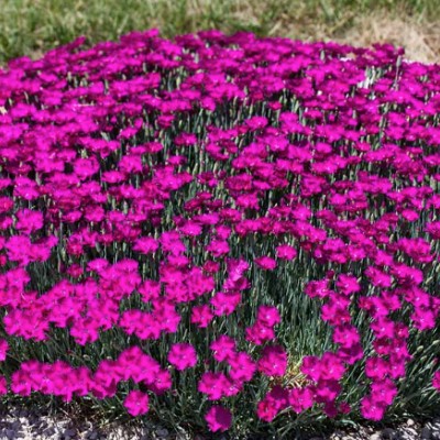 Dianthus Alpinus