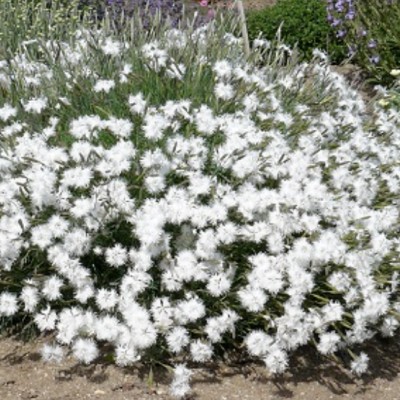 copy of Dianthus Alpinus