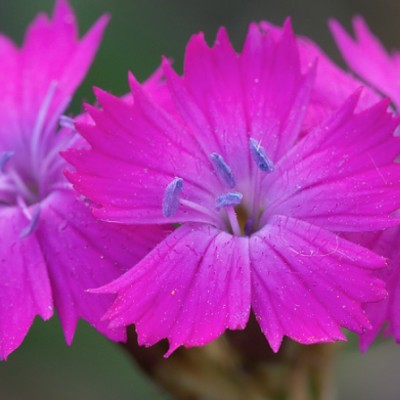 Dianthus Carthusianorum