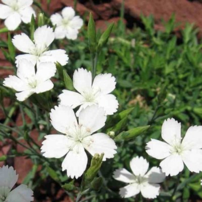 Dianthus Deltoides Albus