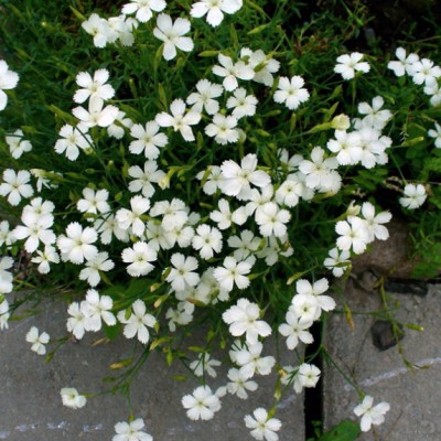 Dianthus Deltoides Albus