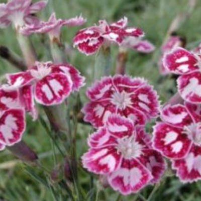 copy of Dianthus Alpinus