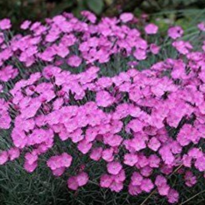 Dianthus Gratianapolitanus...