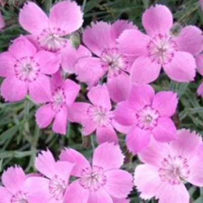 copy of Dianthus Alpinus