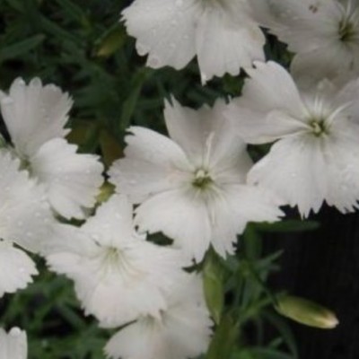 Dianthus Gratianapolitanus...