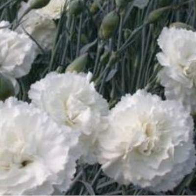 copy of Dianthus Alpinus