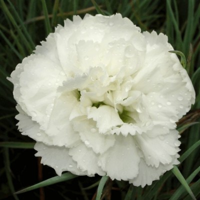 copy of Dianthus Alpinus