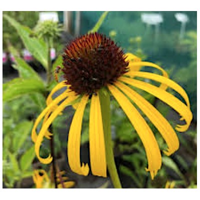 Echinacea Paradoxa