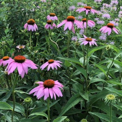 copy of Dianthus Alpinus