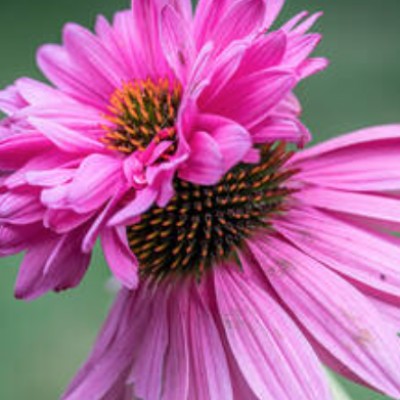 Echinacea Purpurea...