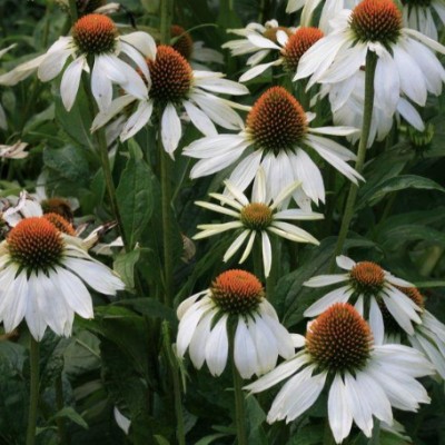 Echinacea Purpurea alba