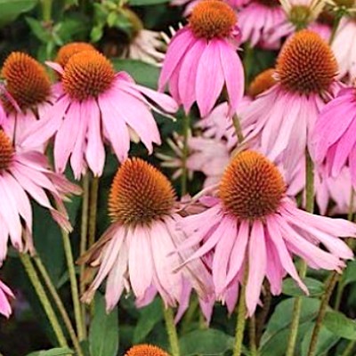 copy of Dianthus Alpinus