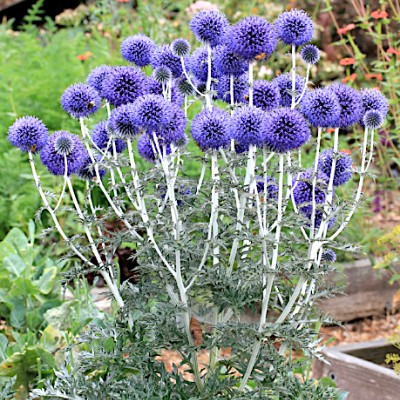 Echinops Ritro Blue Globe