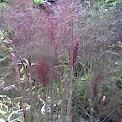 Foeniculum Vulgare purpureum