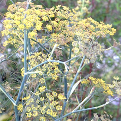 Foeniculum Vulgare purpureum