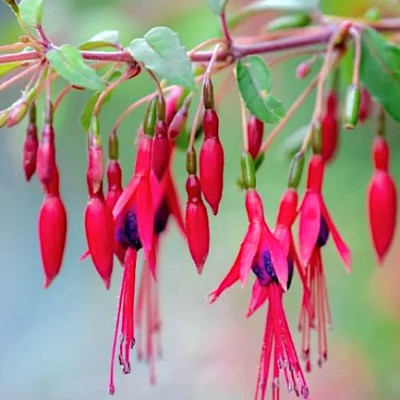 Fuchsia Magellanica