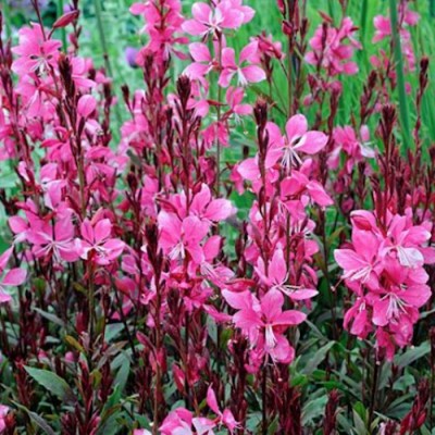 Gaura lindheimeri 'Ruby Ruby