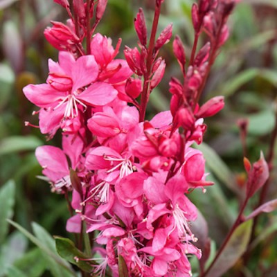 Gaura lindheimeri 'Ruby Ruby