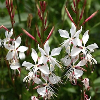 Gaura lindheimeri Whirling...