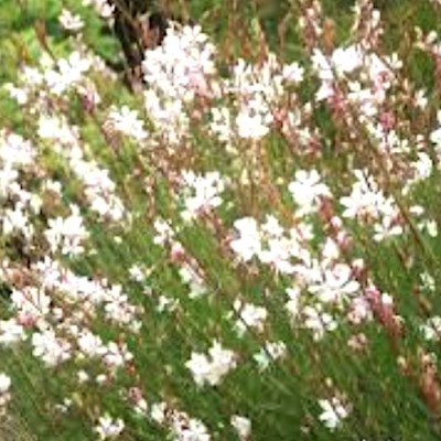 Gaura lindheimeri Whirling...