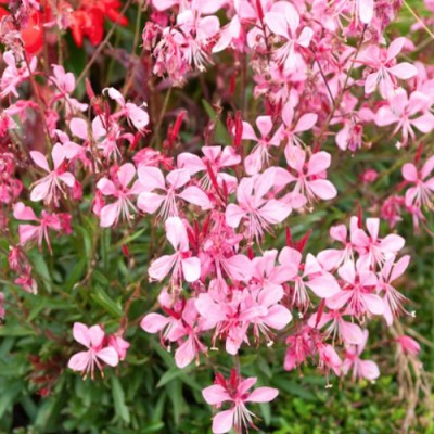 Gaura lindheimeri siskiyou...