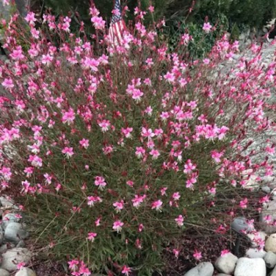 Gaura lindheimeri siskiyou...