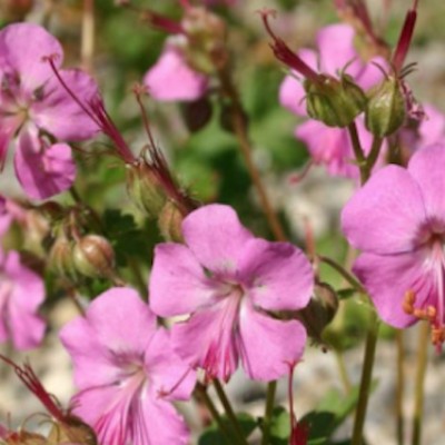 Geranium Cantabrigiense...