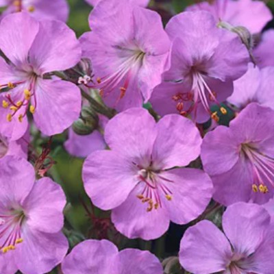 Geranium Cantabrigiense...