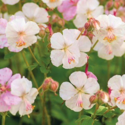 Geranium Cantabrigiense...