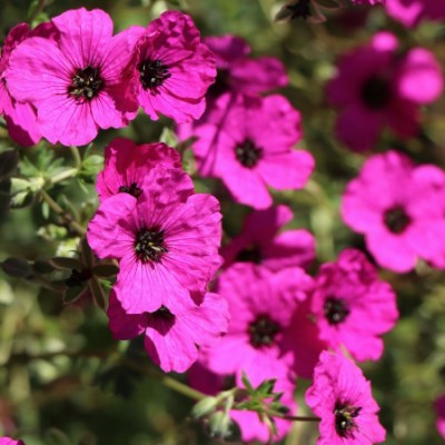 Geranium Cinereum...