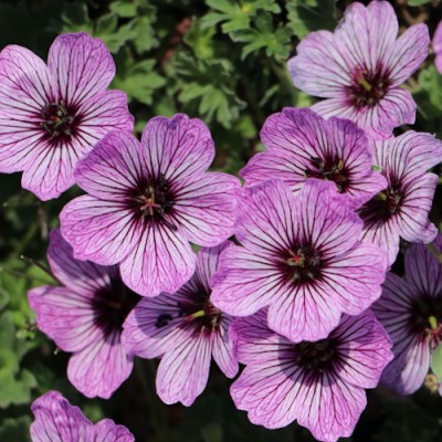 Geranium Cinereum Ballerina