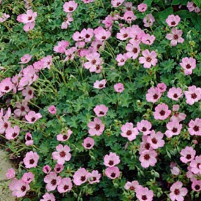 Geranium Cinereum Ballerina