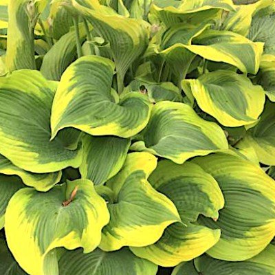 Hosta Atlantis