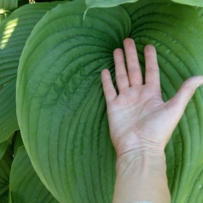 Hosta Jurassic Park