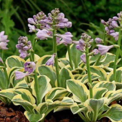 Hosta Mighty Mouse