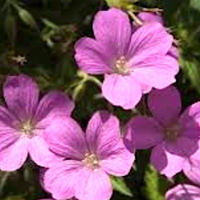 Geranium Endressii